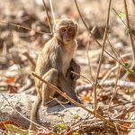 Rhesus Macaque (Macaca mulatta) @ Bandhavgarh National Park, India. Photo: Håvard Rosenlund