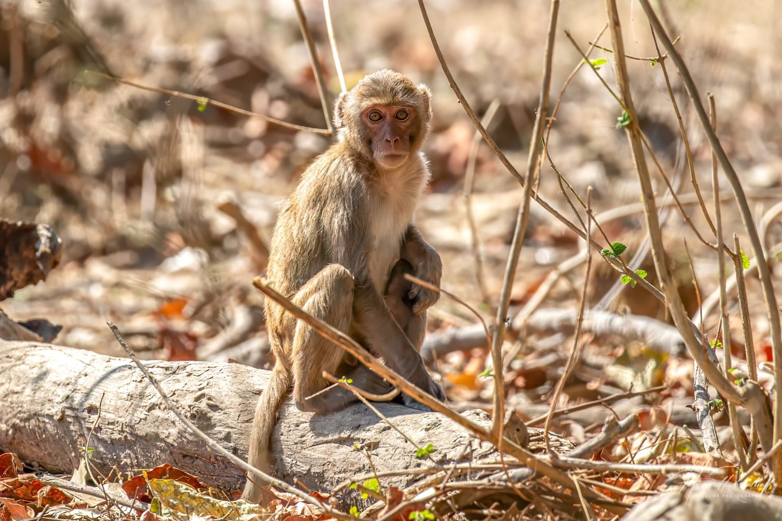 Rhesus Macaque (Macaca mulatta) @ Bandhavgarh National Park, India. Photo: Håvard Rosenlund