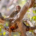 Rhesus Macaque (Macaca mulatta) @ Bandhavgarh National Park, India. Photo: Håvard Rosenlund