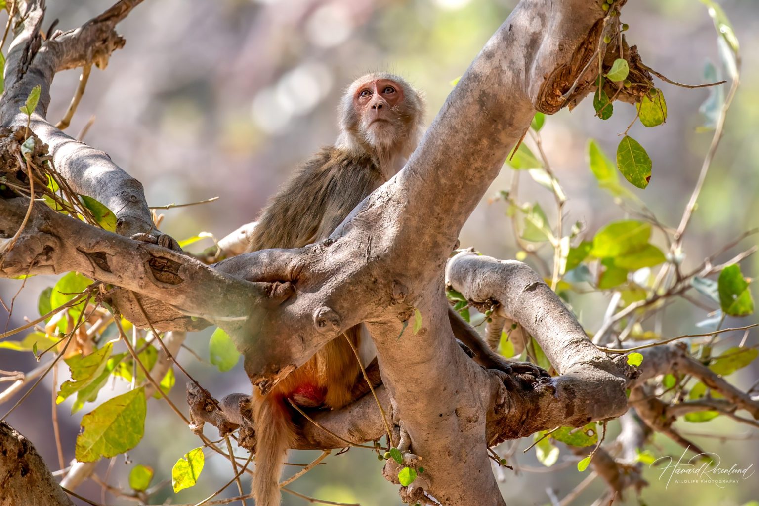 Rhesus Macaque (Macaca mulatta) @ Bandhavgarh National Park, India. Photo: Håvard Rosenlund