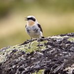 Northern Wheatear (Oenanthe oenanthe) @ Dovrefjell-Sunndalsfjella National Park, Norway. Photo: Håvard Rosenlund