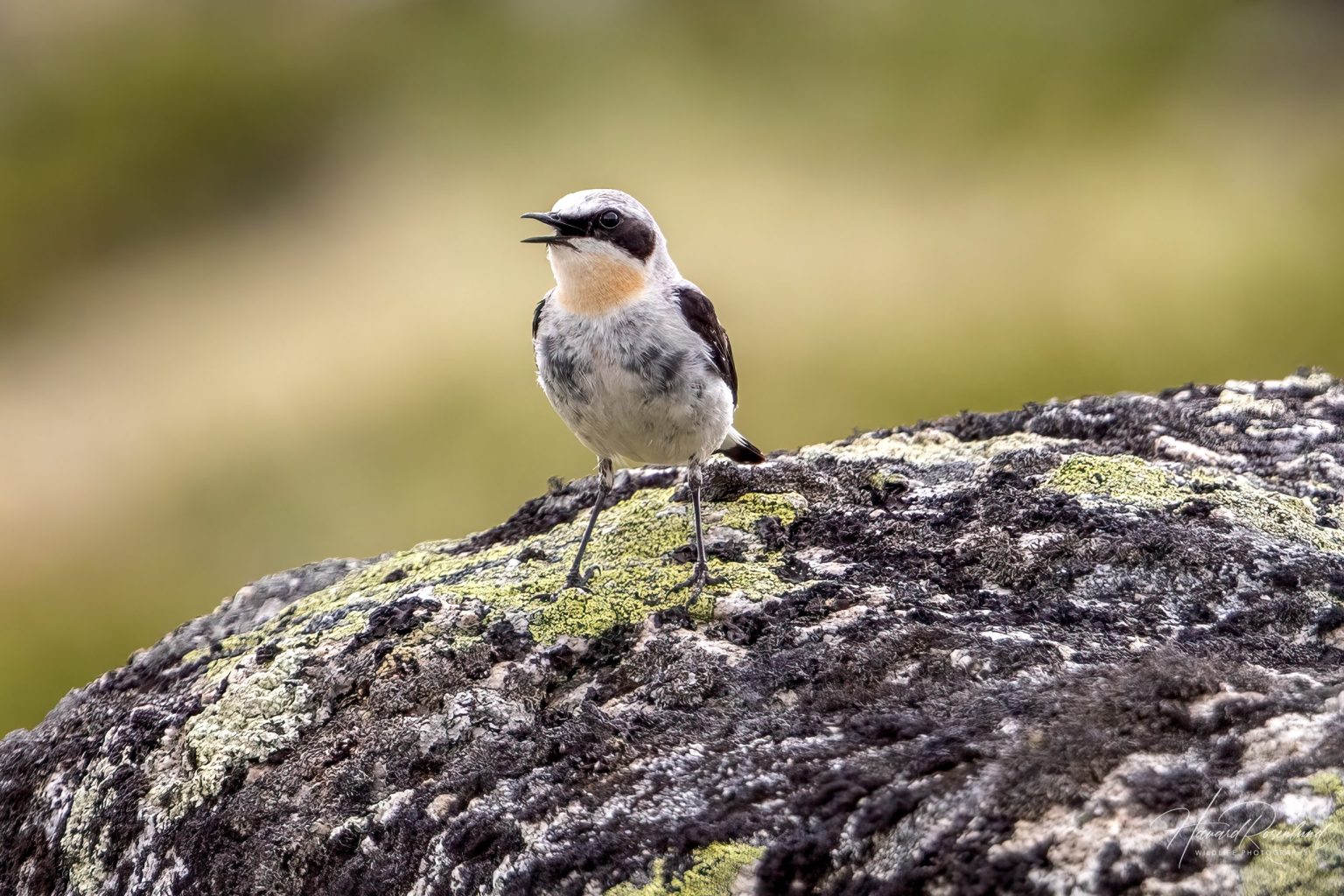 Northern Wheatear (Oenanthe oenanthe) @ Dovrefjell-Sunndalsfjella National Park, Norway. Photo: Håvard Rosenlund