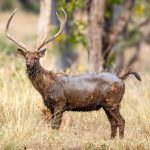 Sambar (Rusa unicolor) @ Pench National Park, India. Photo: Håvard Rosenlund