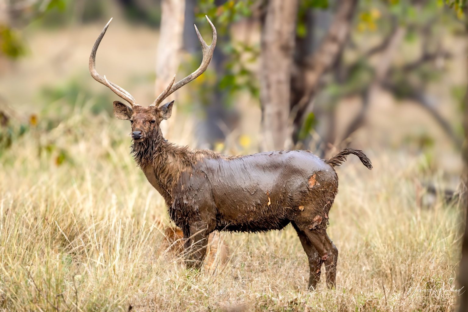 Sambar (Rusa unicolor) @ Pench National Park, India. Foto: Håvard Rosenlund