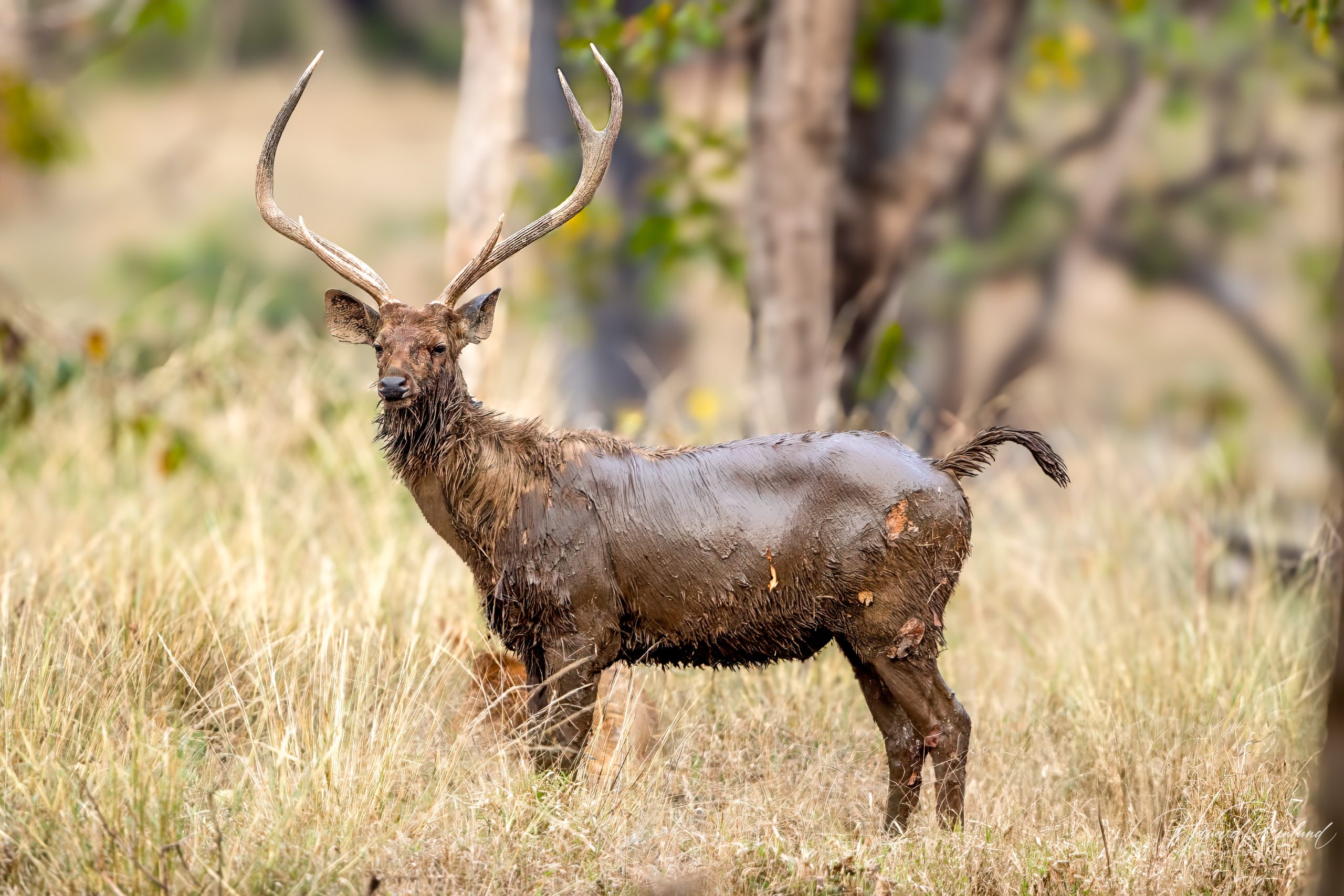 Sambar (Rusa unicolor) @ Pench National Park, India. Foto: Håvard Rosenlund