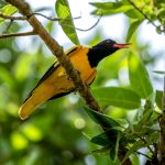 Black-hooded Oriole (Oriolus xanthornus) @ Kanha National Park, India. Photo: Håvard Rosenlund