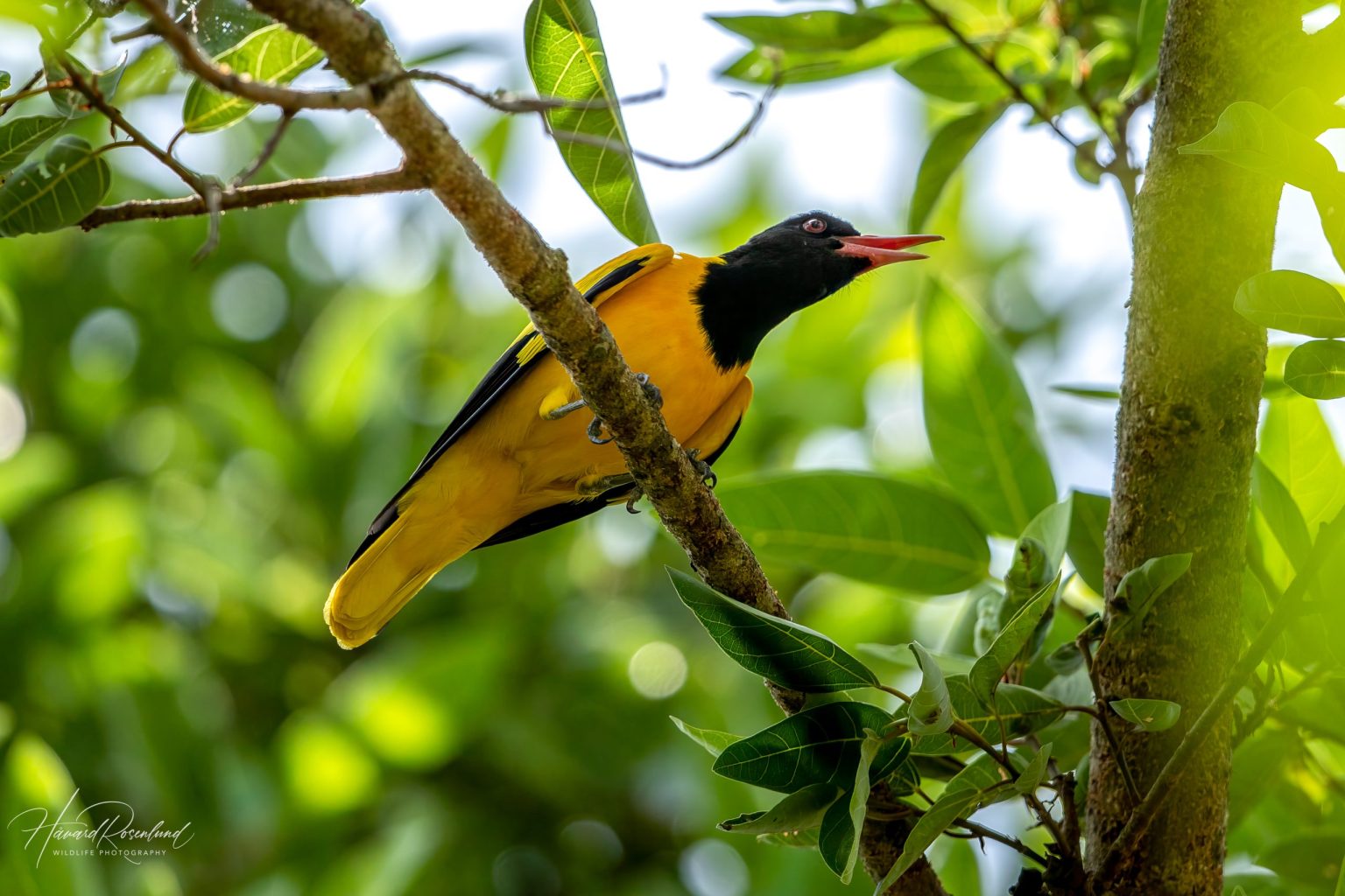 Orientpirol (Oriolus xanthornus) @ Kanha National Park, India. Foto: Håvard Rosenlund