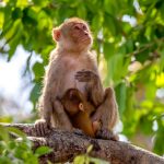 Rhesus Macaque (Macaca mulatta) @ Bandhavgarh National Park, India. Photo: Håvard Rosenlund