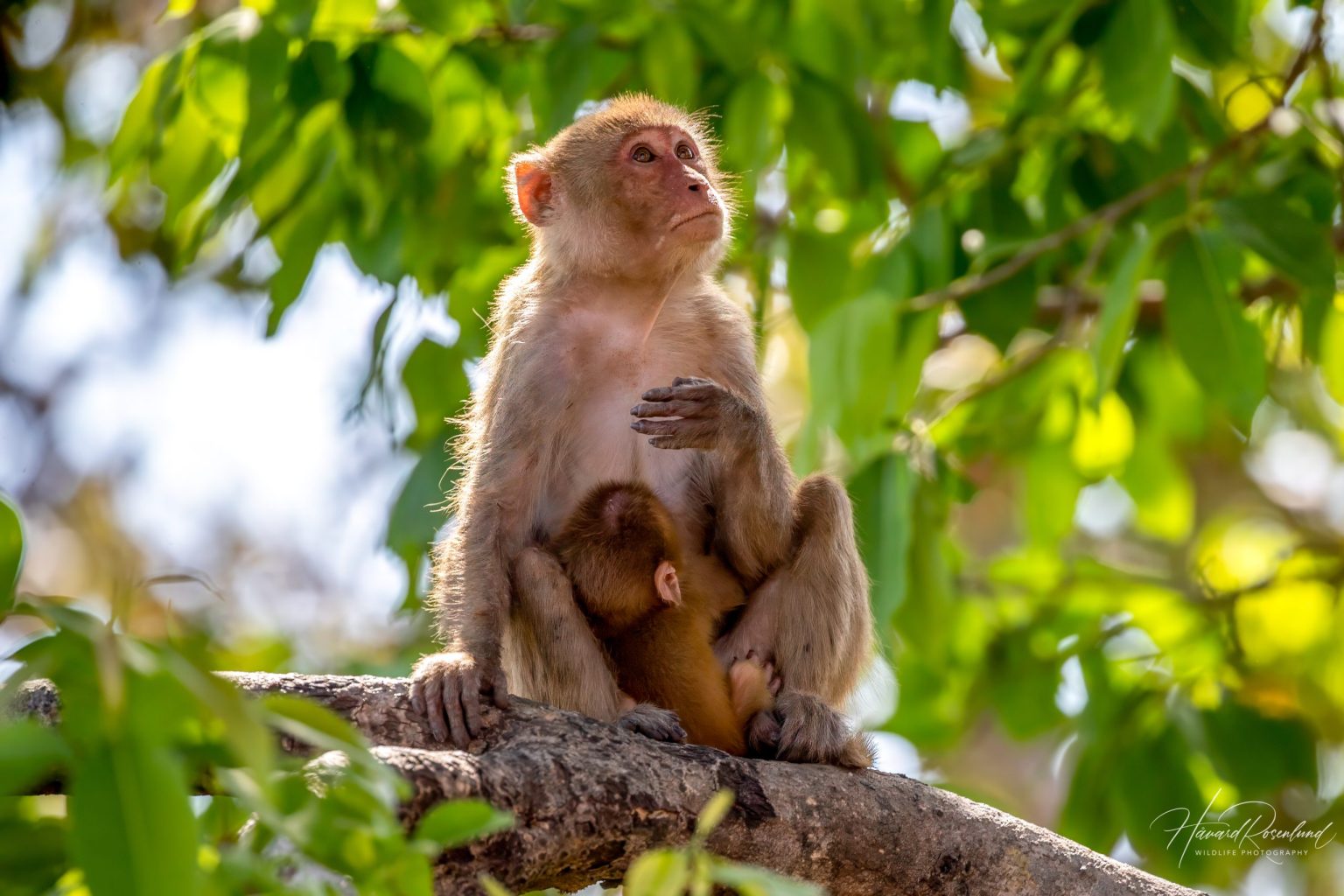 Rhesusape (Macaca mulatta) @ Bandhavgarh National Park, India. Foto: Håvard Rosenlund