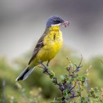 Grey-headed Wagtail (Motacilla flava thunbergi) @ Dovrefjell-Sunndalsfjella National Park, Norway. Photo: Håvard Rosenlund