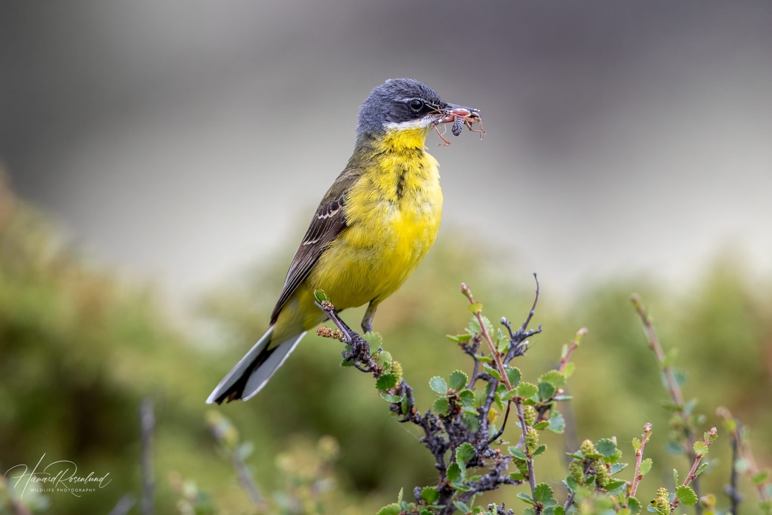 Grey-headed Wagtail (Motacilla flava thunbergi) @ Dovrefjell-Sunndalsfjella National Park, Norway. Photo: Håvard Rosenlund