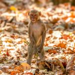 Rhesus Macaque (Macaca mulatta) @ Bandhavgarh National Park, India. Photo: Håvard Rosenlund