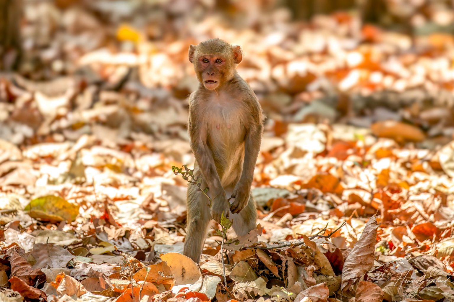 Rhesus Macaque (Macaca mulatta) @ Bandhavgarh National Park, India. Photo: Håvard Rosenlund