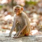 Rhesus Macaque (Macaca mulatta) @ Bandhavgarh National Park, India. Photo: Håvard Rosenlund