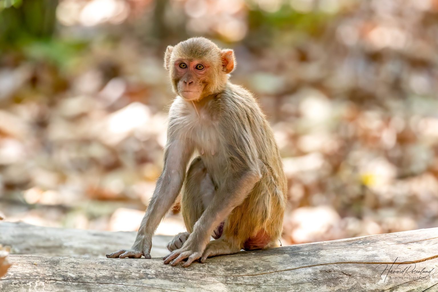 Rhesus Macaque (Macaca mulatta) @ Bandhavgarh National Park, India. Photo: Håvard Rosenlund