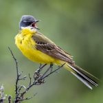 Grey-headed Wagtail (Motacilla flava thunbergi) @ Dovrefjell-Sunndalsfjella National Park, Norway. Photo: Håvard Rosenlund