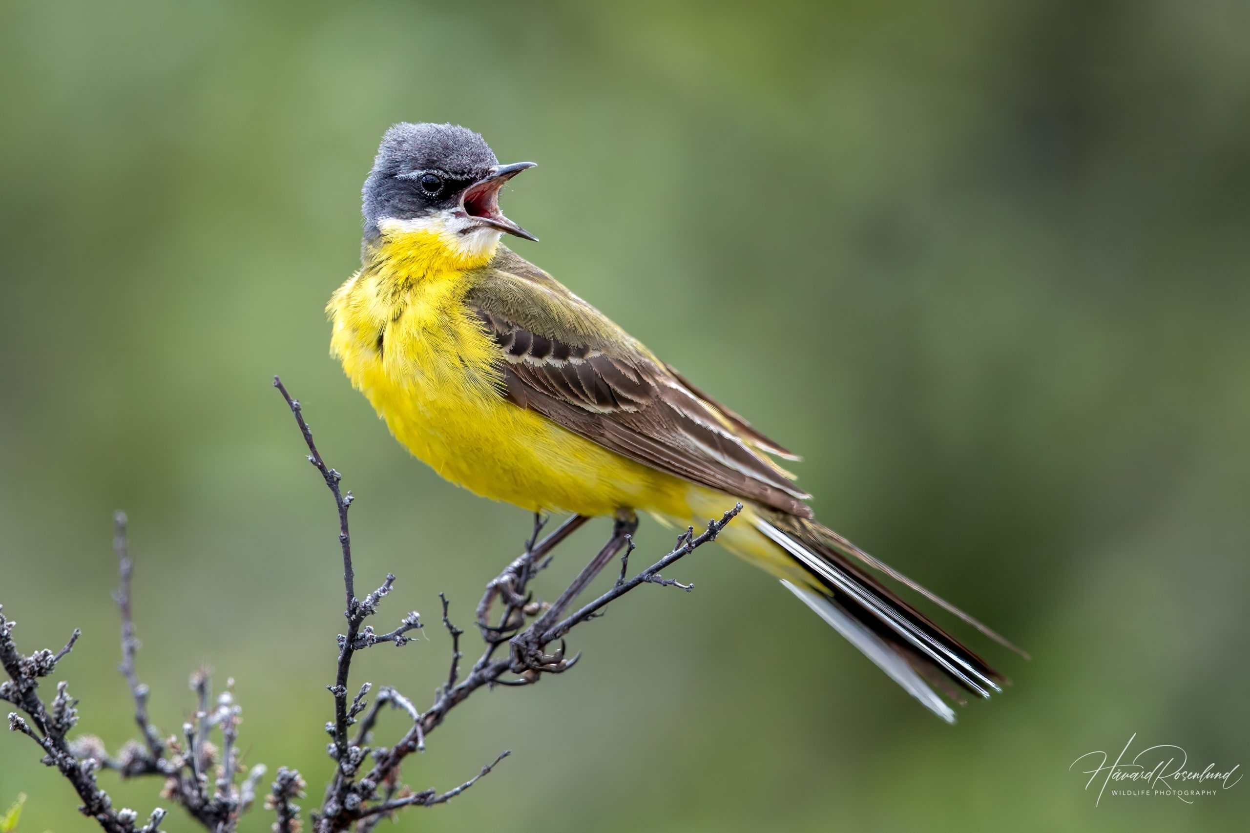 Såerle (Motacilla flava thunbergi) @ Dovrefjell-Sunndalsfjella Nasjonalpark. Foto: Håvard Rosenlund