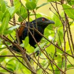 Greater Coucal (Centropus sinensis) @ Kanha National Park, India. Photo: Håvard Rosenlund