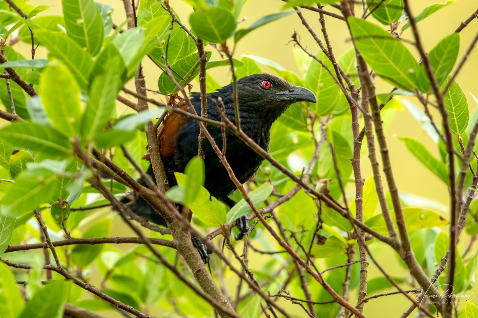Greater Coucal (Centropus sinensis) @ Kanha National Park, India. Photo: Håvard Rosenlund