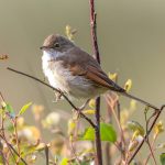 Common Whitethroat (Curruca communis) @ Lista, Norway. Photo: Håvard Rosenlund