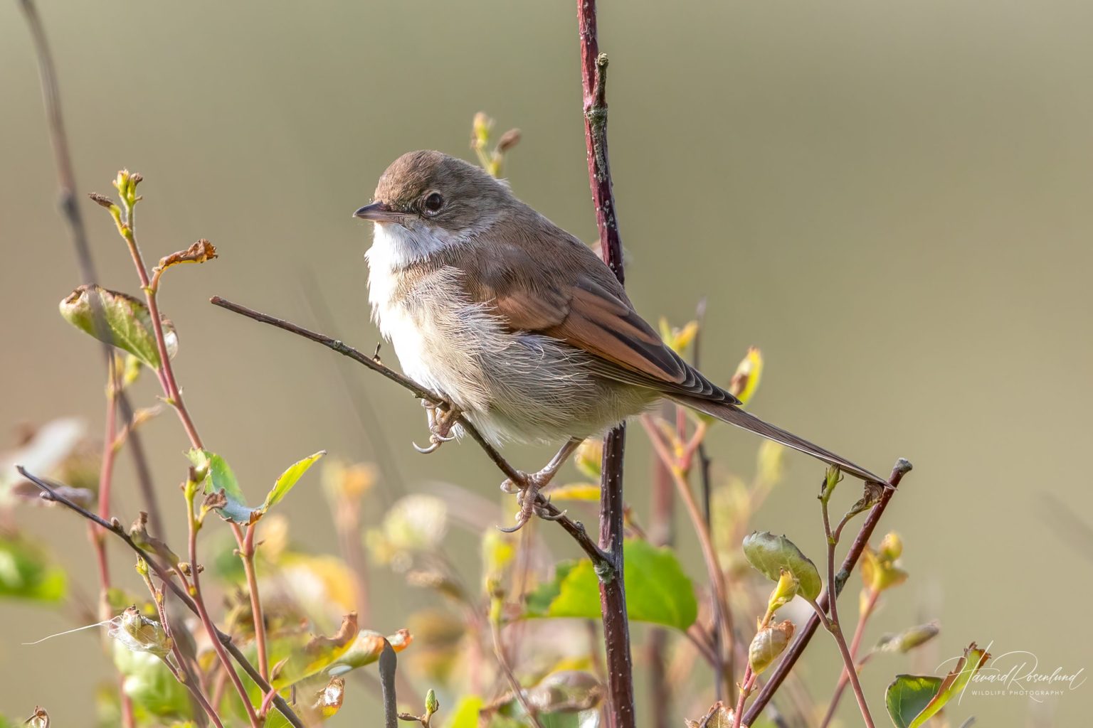 Common Whitethroat (Curruca communis) @ Lista, Norway. Photo: Håvard Rosenlund