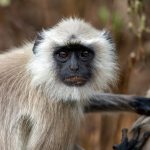 Northern Plains Grey Langur (Semnopithecus entellus) @ Kanha National Park, India. Photo: Håvard Rosenlund