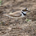 Little Ringed Plover (Thinornis dubius) @ Pench National Park, India. Photo: Håvard Rosenlund