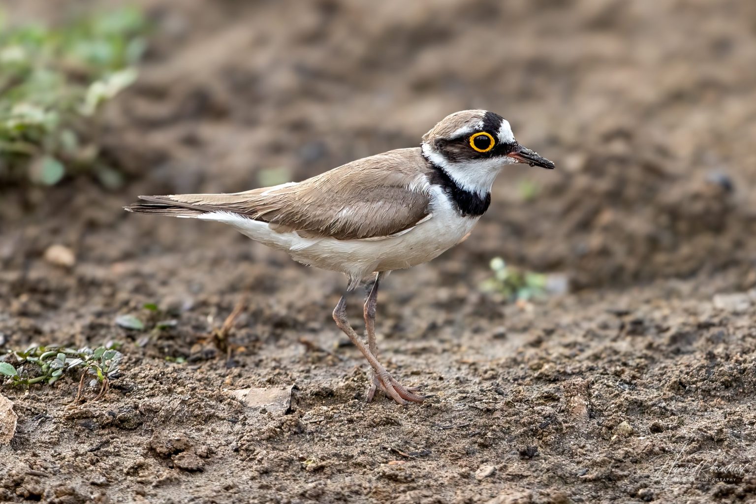 Little Ringed Plover (Thinornis dubius) @ Pench National Park, India. Photo: Håvard Rosenlund