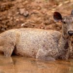 Sambar (Rusa unicolor) @ Satpura National Park, India. Photo: Håvard Rosenlund