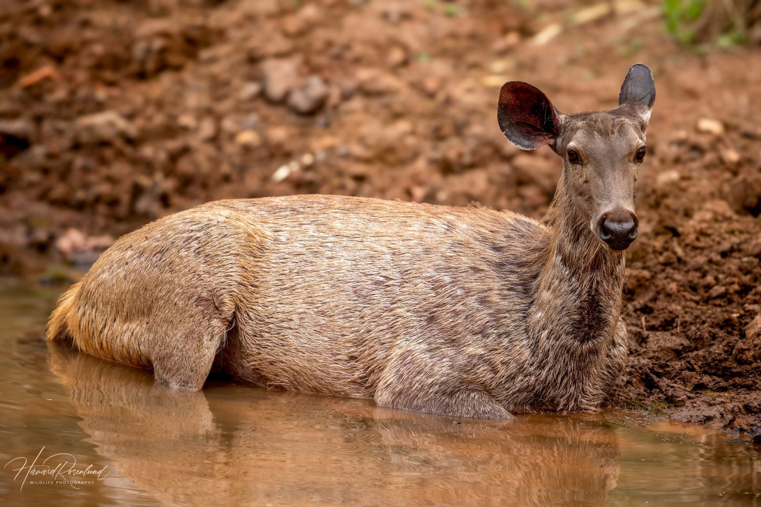 Sambar (Rusa unicolor) @ Satpura National Park, India. Photo: Håvard Rosenlund