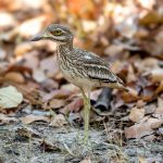 Indian Thick-knee (Burhinus indicus) @ Bandhavgarh National Park, India. Photo: Håvard Rosenlund
