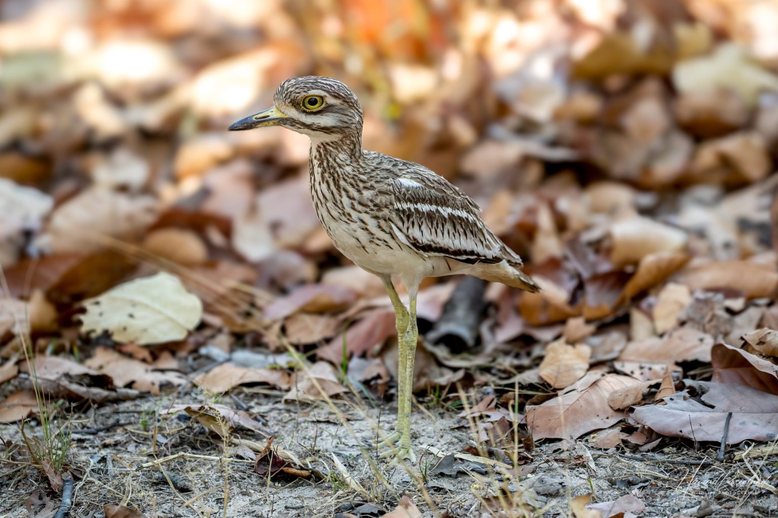 Indian Thick-knee (Burhinus indicus) @ Bandhavgarh National Park, India. Photo: Håvard Rosenlund