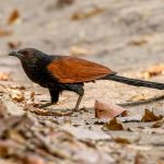 Greater Coucal (Centropus sinensis) @ Bandhavgarh National Park, India. Photo: Håvard Rosenlund