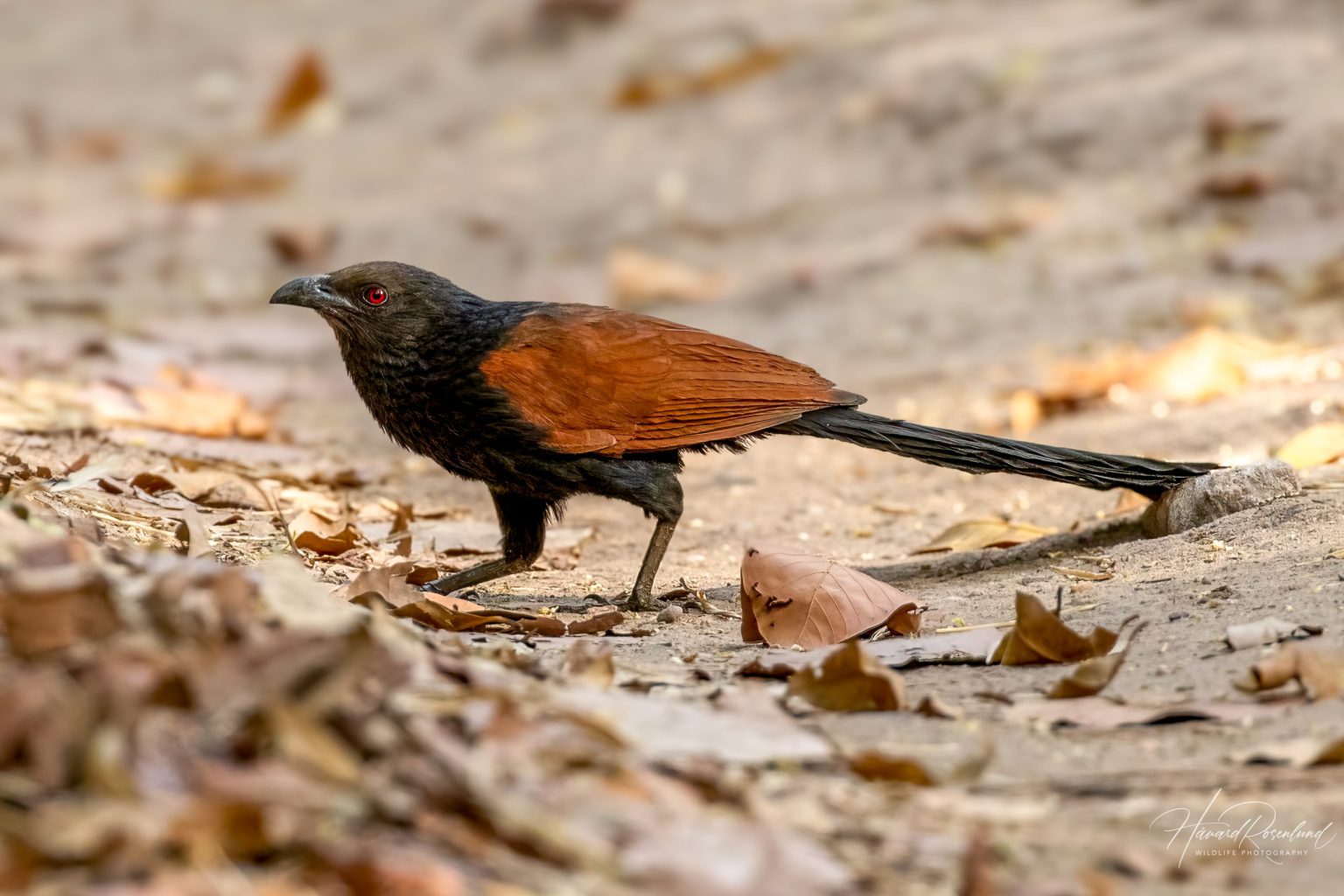 Greater Coucal (Centropus sinensis) @ Bandhavgarh National Park, India. Photo: Håvard Rosenlund
