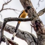 Rufous Treepie (Dendrocitta vagabunda) @ Bandhavgarh National Park, India. Photo: Håvard Rosenlund