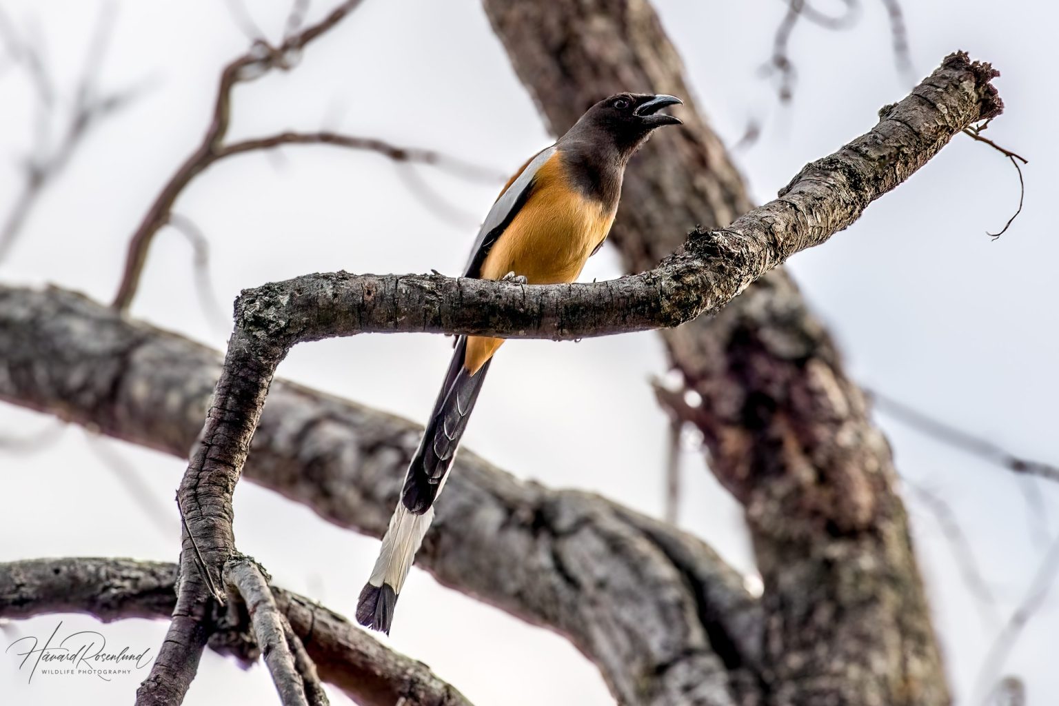 Rufous Treepie (Dendrocitta vagabunda) @ Bandhavgarh National Park, India. Photo: Håvard Rosenlund