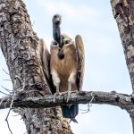 Indian Vulture (Gyps indicus) @ Bandhavgarh National Park, India. Photo: Håvard Rosenlund