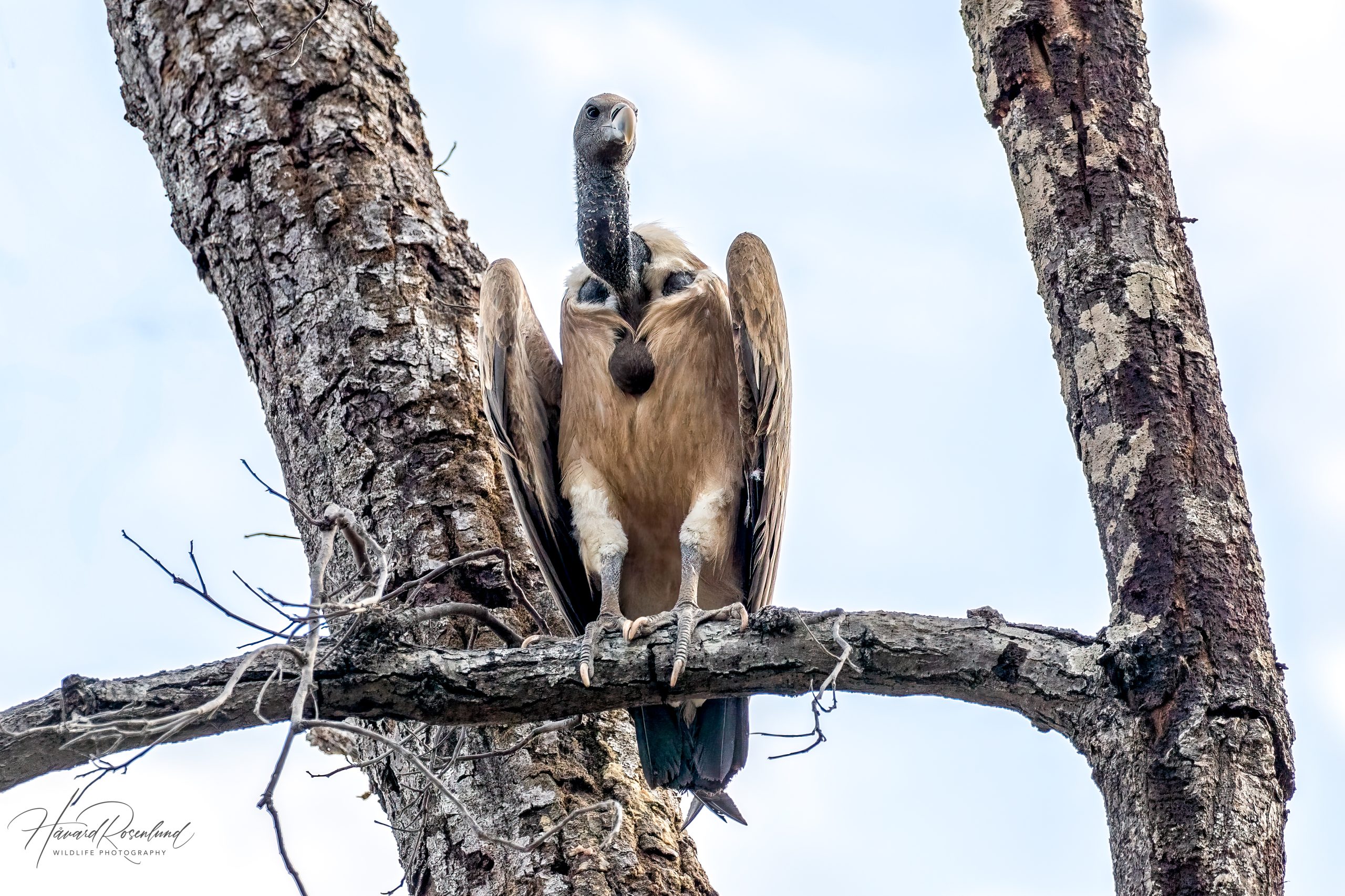 Indiagribb (Gyps indicus) @ Bandhavgarh National Park, India. Foto: Håvard Rosenlund