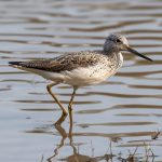 Common Greenshank (Tringa nebularia) @ Bandhavgarh National Park, India. Photo: Håvard Rosenlund