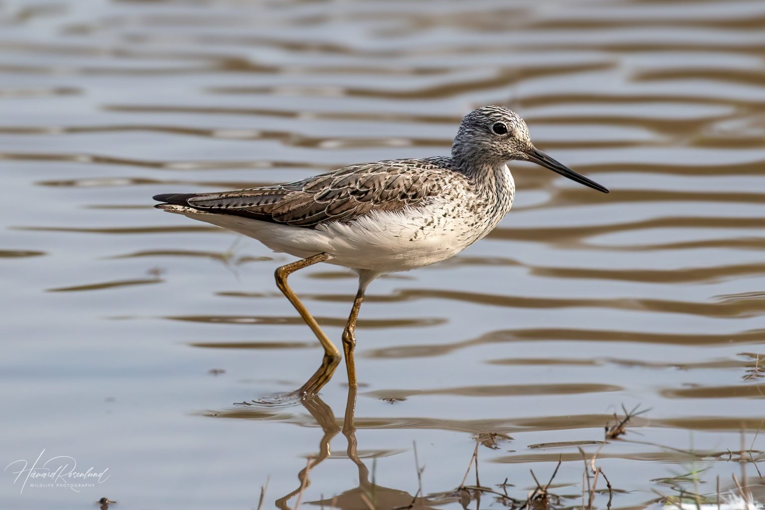 Common Greenshank (Tringa nebularia) @ Bandhavgarh National Park, India. Photo: Håvard Rosenlund