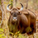 Gaur (Bos gaurus) @ Satpura National Park, India. Photo: Håvard Rosenlund
