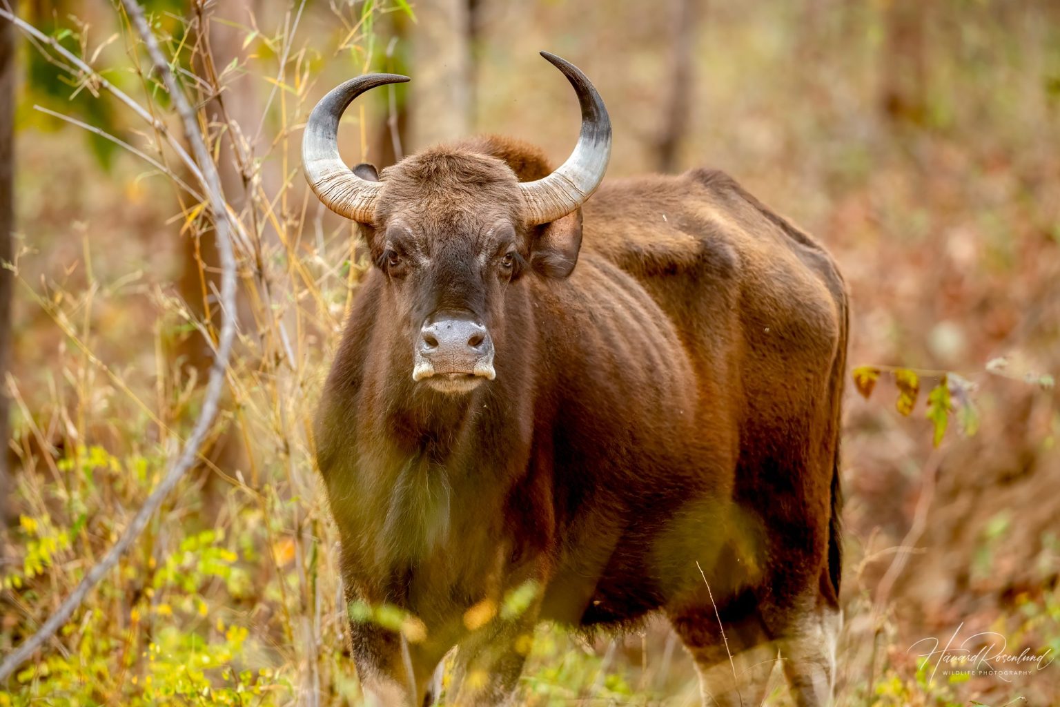 Gaur (Bos gaurus) @ Satpura National Park, India. Photo: Håvard Rosenlund
