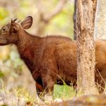 Gaur (Bos gaurus) @ Satpura National Park, India. Photo: Håvard Rosenlund
