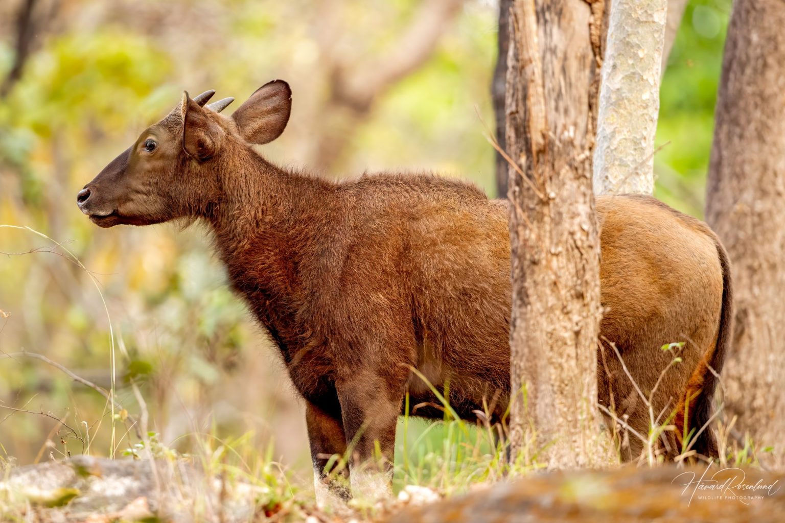 Gaur (Bos gaurus) @ Satpura National Park, India. Photo: Håvard Rosenlund