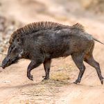 Indian Boar (Sus scrofa cristatus) @ Bandhavgarh National Park, India. Photo: Håvard Rosenlund