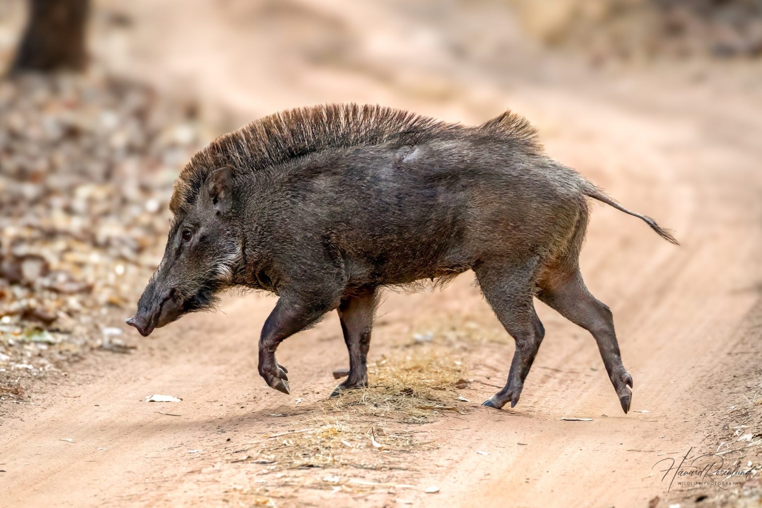 Indiavillsvin (Sus scrofa cristatus) @ Bandhavgarh National Park, India. Foto: Håvard Rosenlund