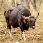 Gaur (Bos gaurus) @ Satpura National Park, India. Photo: Håvard Rosenlund