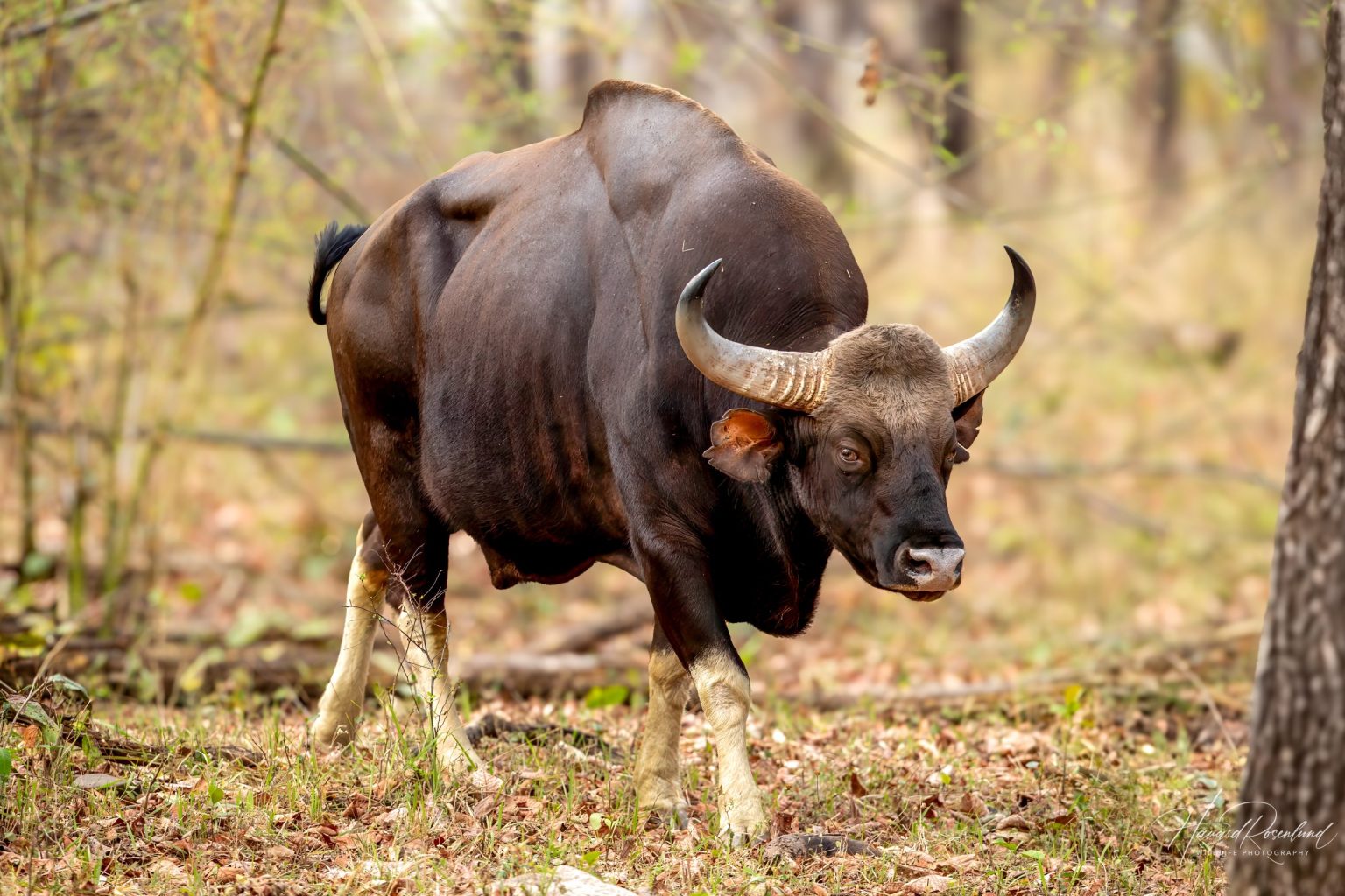 Gaur (Bos gaurus) @ Satpura National Park, India. Foto: Håvard Rosenlund