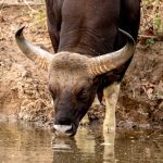Gaur (Bos gaurus) @ Satpura National Park, India. Photo: Håvard Rosenlund