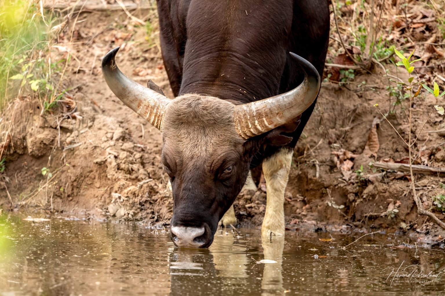 Gaur (Bos gaurus) @ Satpura National Park, India. Photo: Håvard Rosenlund
